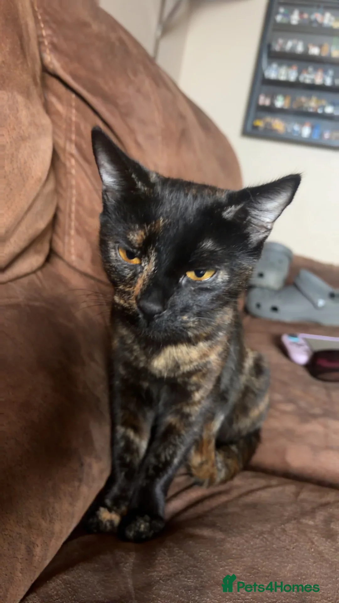 Mixed Breed cats for sale: Little of three kittens  - Advert 1