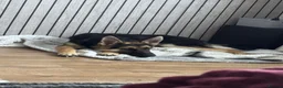German Shepherd dogs for sale: Beautiful Puppy German shepherd  - Advert 2