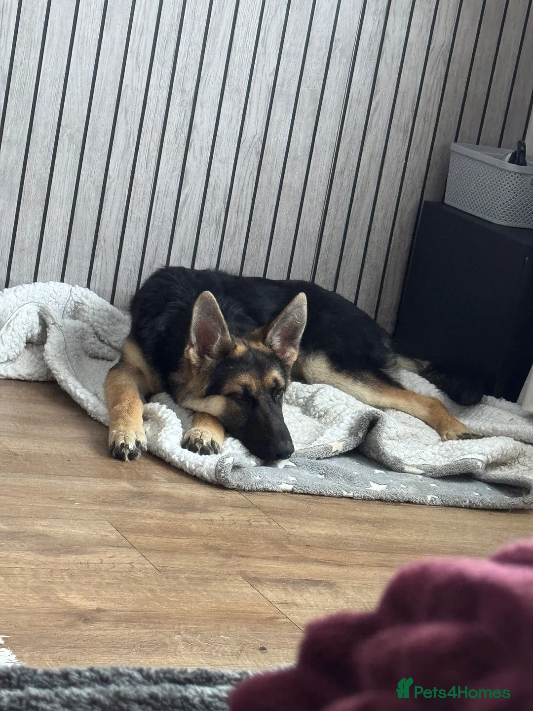 German Shepherd dogs for sale: Beautiful Puppy German shepherd  - Advert 2