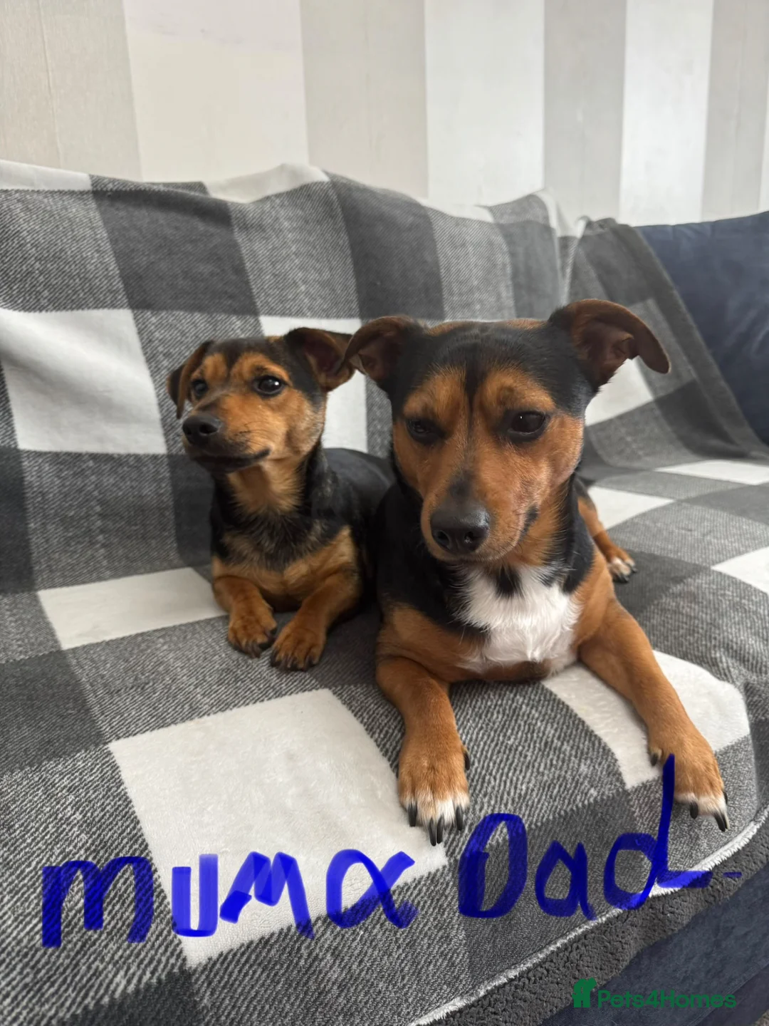 Jack Russell dogs for sale: Stunning black n tan smooth coat  - Advert 13
