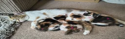 Mixed Breed cats for sale: GORGEOUS CALICO SISTERS! - Advert 3