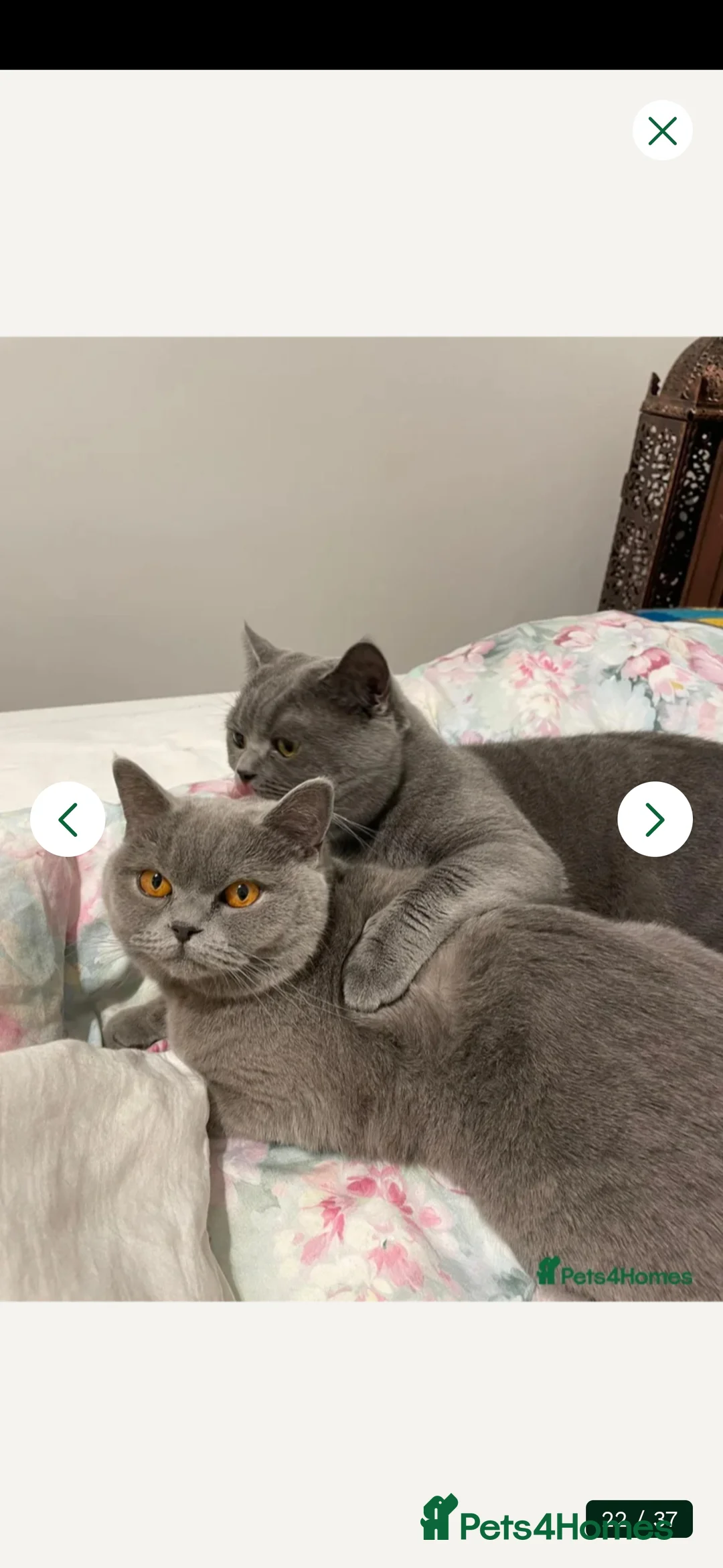 British Shorthair cats for sale: British Shorthair Kitten - Advert 2