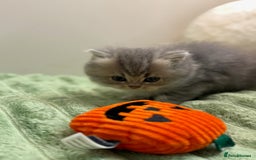 British Shorthair cats for sale: Affectionate lap cats health tested parents  - Image 32