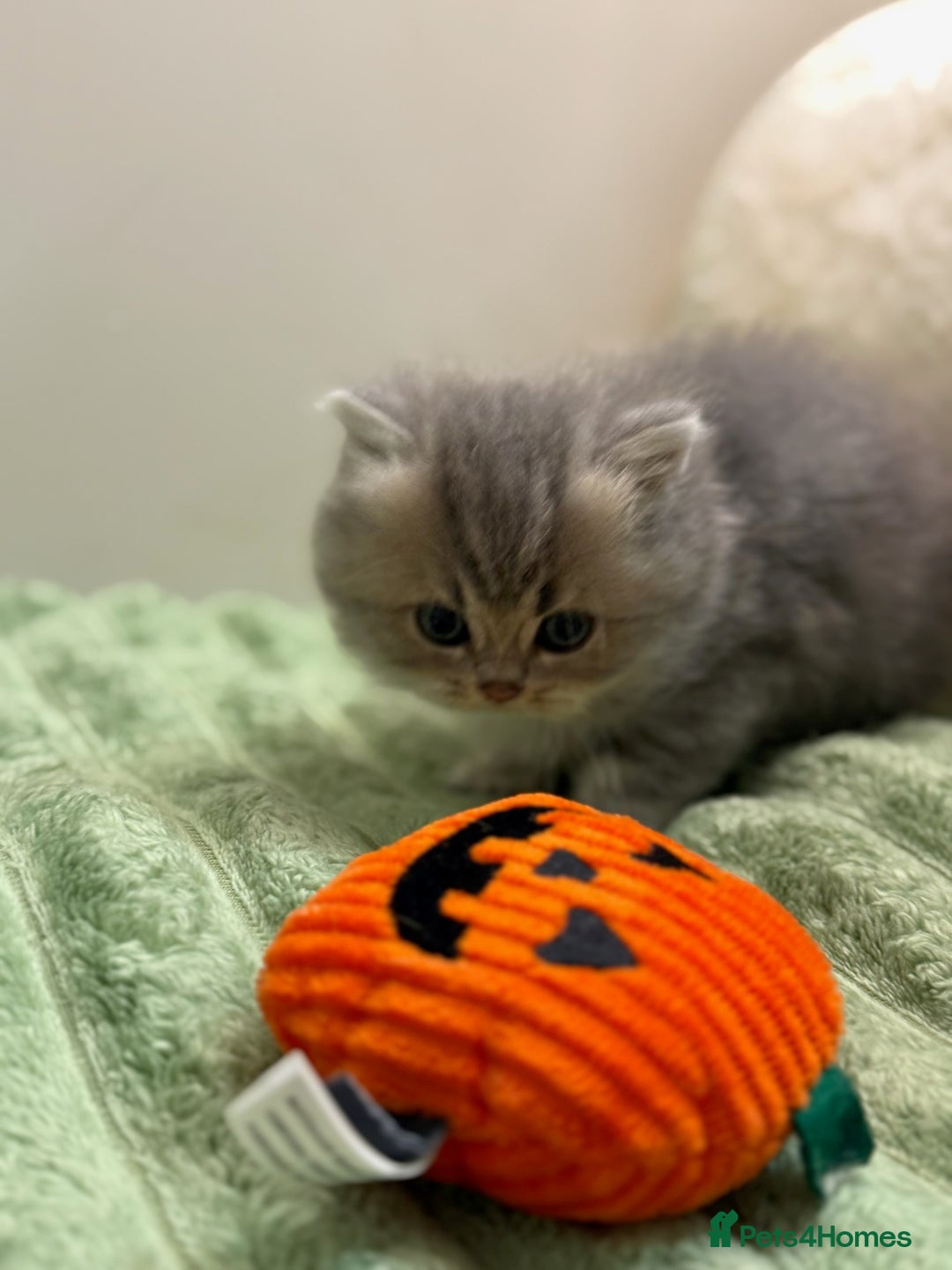 British Shorthair cats for sale: Affectionate lap cats health tested parents  - Image 32