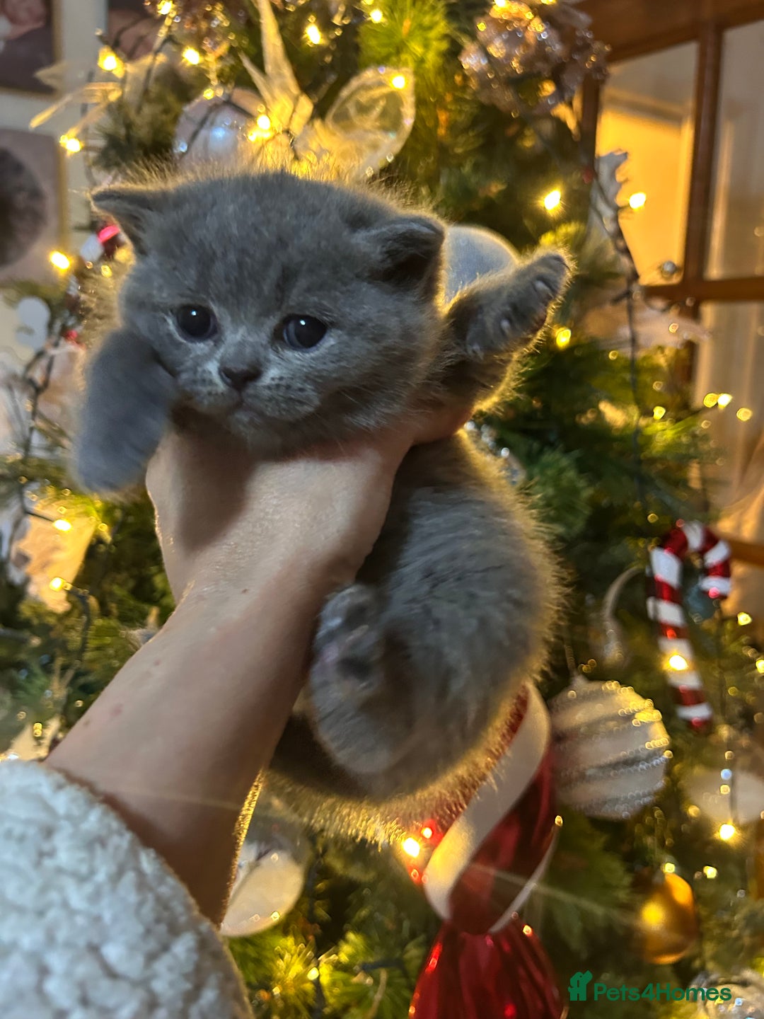 British Shorthair cats for sale: Only 1 girl left!! Pure British shorthair kittens  - Advert 14