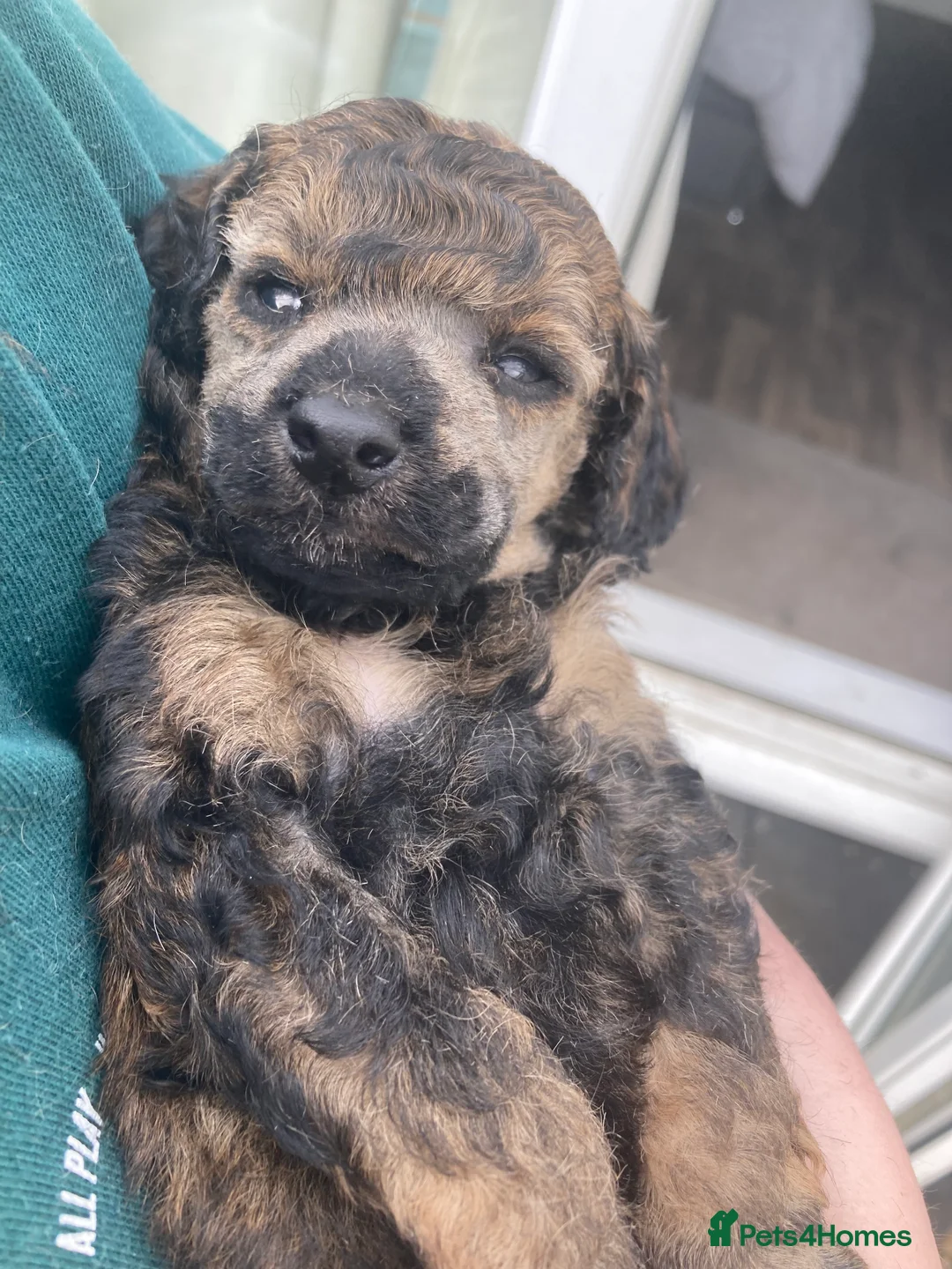 Miniature Poodle dogs for stud: For Stud, Health Tested Toy Poodle in Wareham - Advert 14