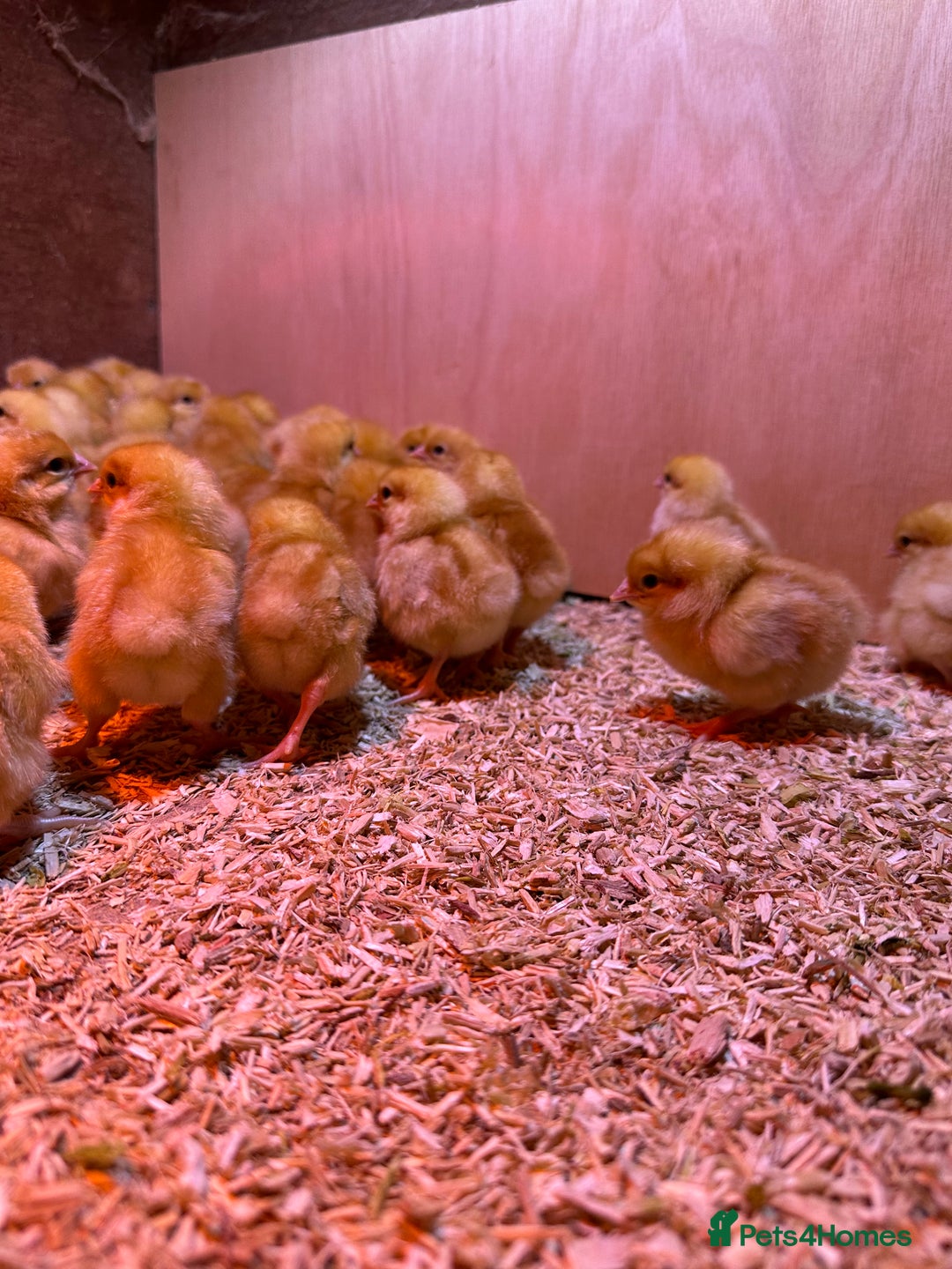 Chickens poultry for sale: Day old Female hybrid chicks  - Image 4