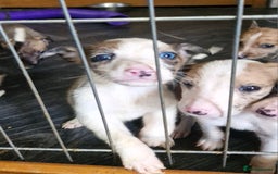 Lurcher dogs for sale: 8 beautiful lurcher puppies  - Image 6