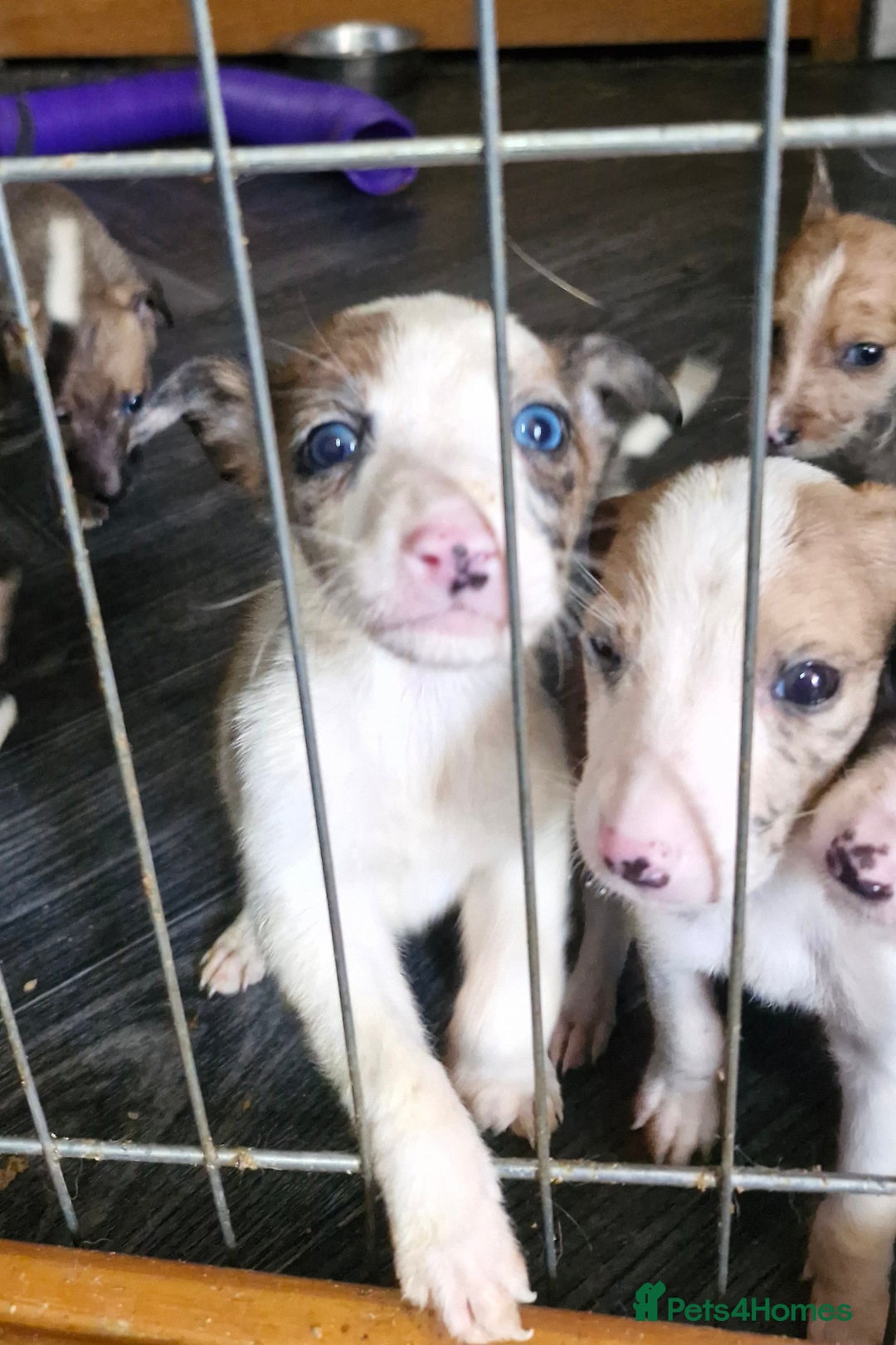 Lurcher dogs for sale: 8 beautiful lurcher puppies  - Image 6