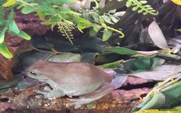 Gecko reptiles for sale: Geckos Fish Frogs full setups - Image 37