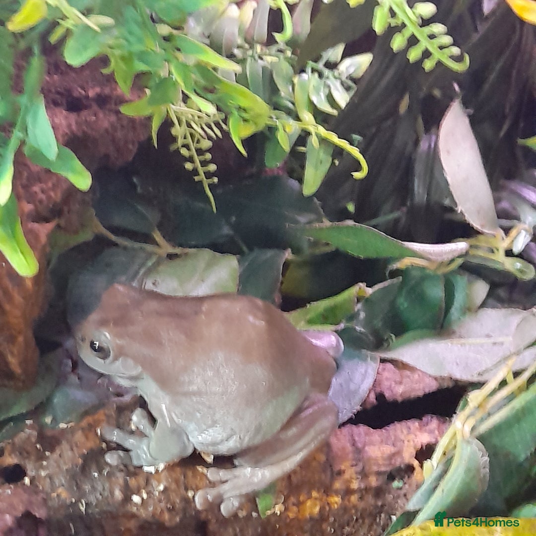 Gecko reptiles for sale: Geckos Fish Frogs full setups - Image 37