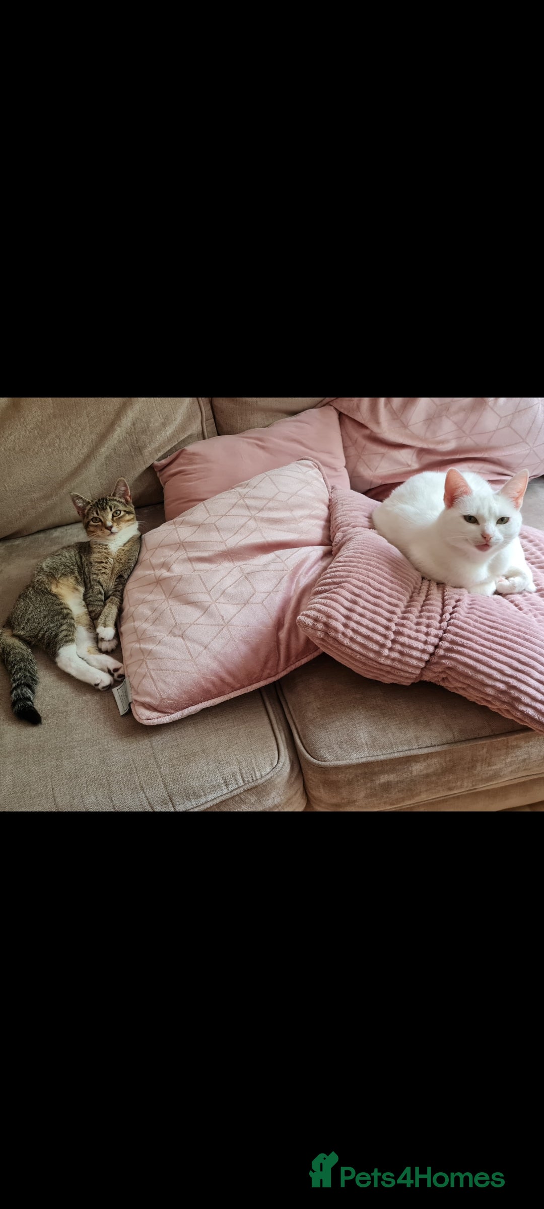 Mixed Breed cats for sale: 8 years old extremely friendly little girl - Image 3