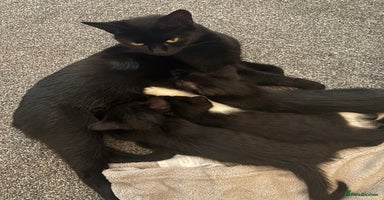 Mixed Breed cats Gorgeous part Siamese kittens 🐾  - Advert 4