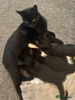 Mixed Breed cats Gorgeous part Siamese kittens 🐾 - Advert 5