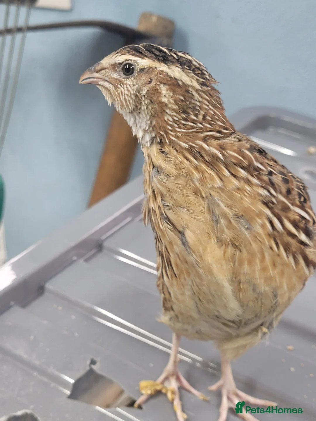 Quail poultry for sale: Quail chicks - Advert 2