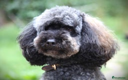 Cavapoo dogs for sale: ⭐️ Top Quality Cavapoos Due ⭐️ - Image 4