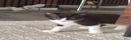 Mixed Breed cats for sale: Kittens for sale  - Advert 5
