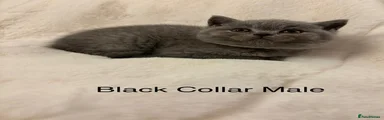 British Shorthair black collar 