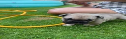 Mixed Breed dogs for sale: French bulldog/ British bulldog puppies  - Advert 21