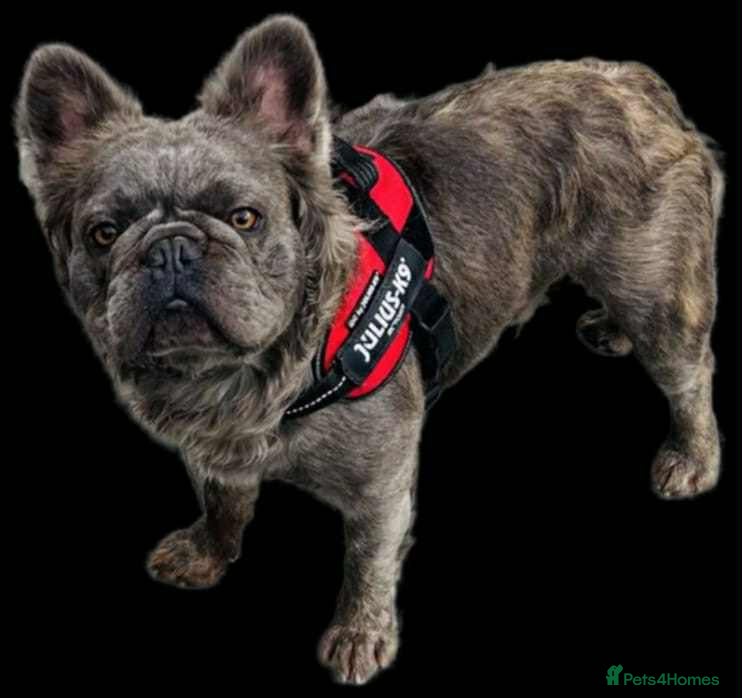 French Bulldog dogs Visual fluffy French bulldog stud  - Advert 8