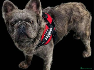 French Bulldog dogs - Advert 14