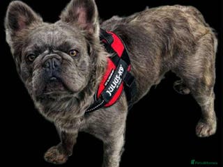 French Bulldog dogs Visual fluffy French bulldog stud - Advert 15