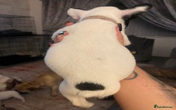 French Bulldog dogs for sale: French bull dog puppies - Image 2