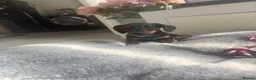 Miniature Dachshund dogs for sale: Beautiful miniature dachshund puppies  - Advert 23