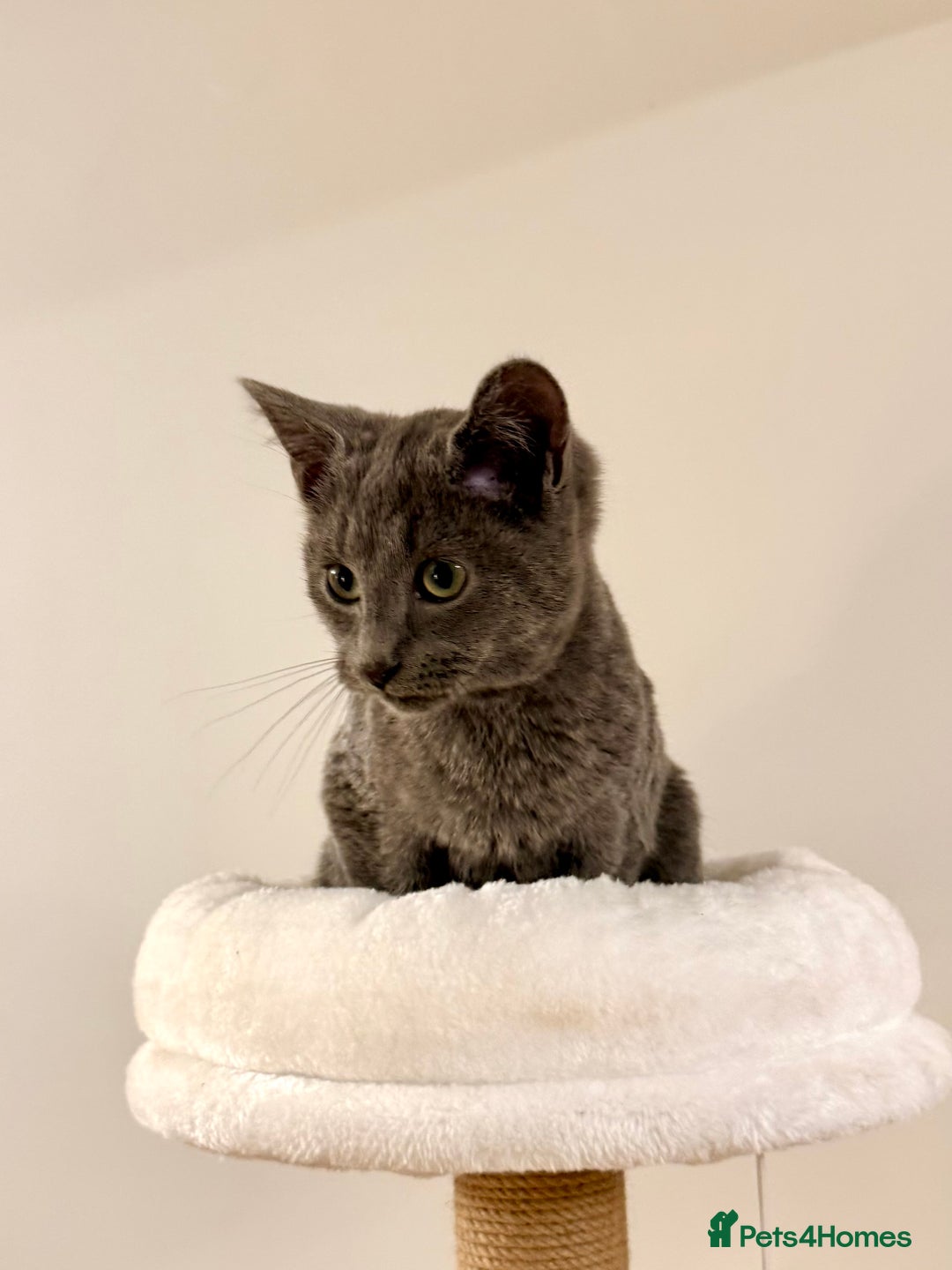 Russian Blue cats for sale: Pure Russian Blue Boy❄️ - Advert 18