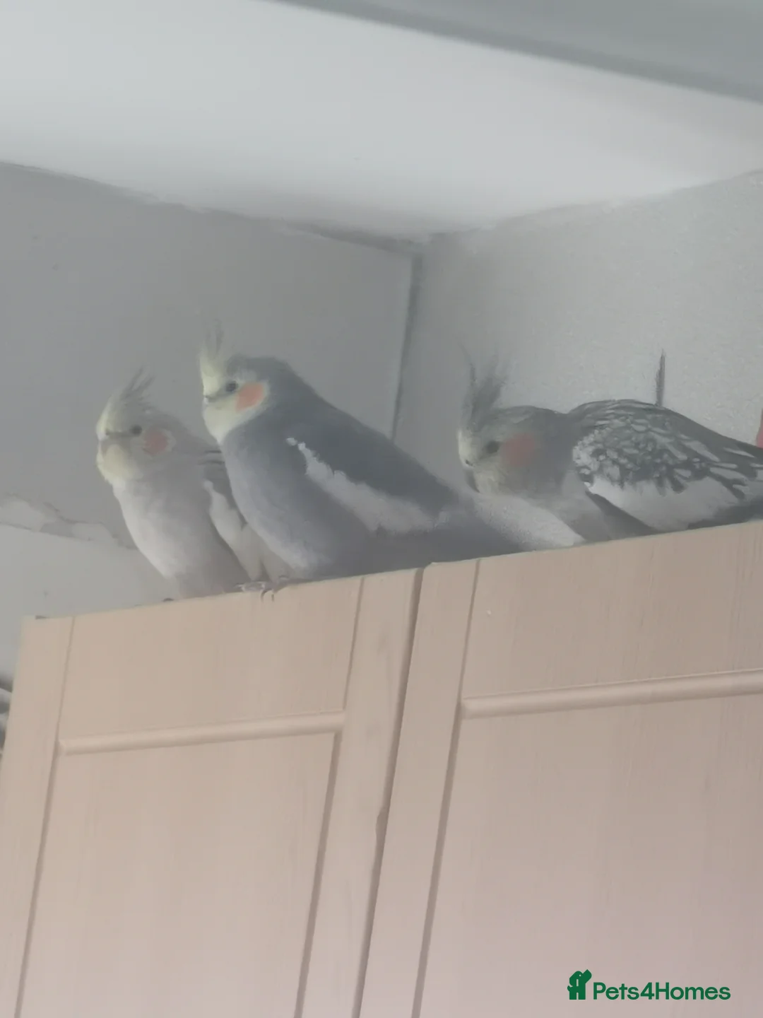 Cockatiels birds for sale: Cockatiels for sale - Advert 2