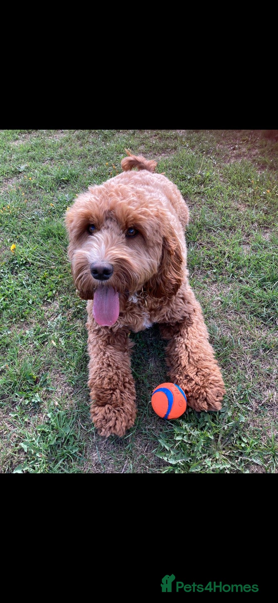 Cockapoo dogs for sale: Cockapoo for sale 5 years old  - Advert 5