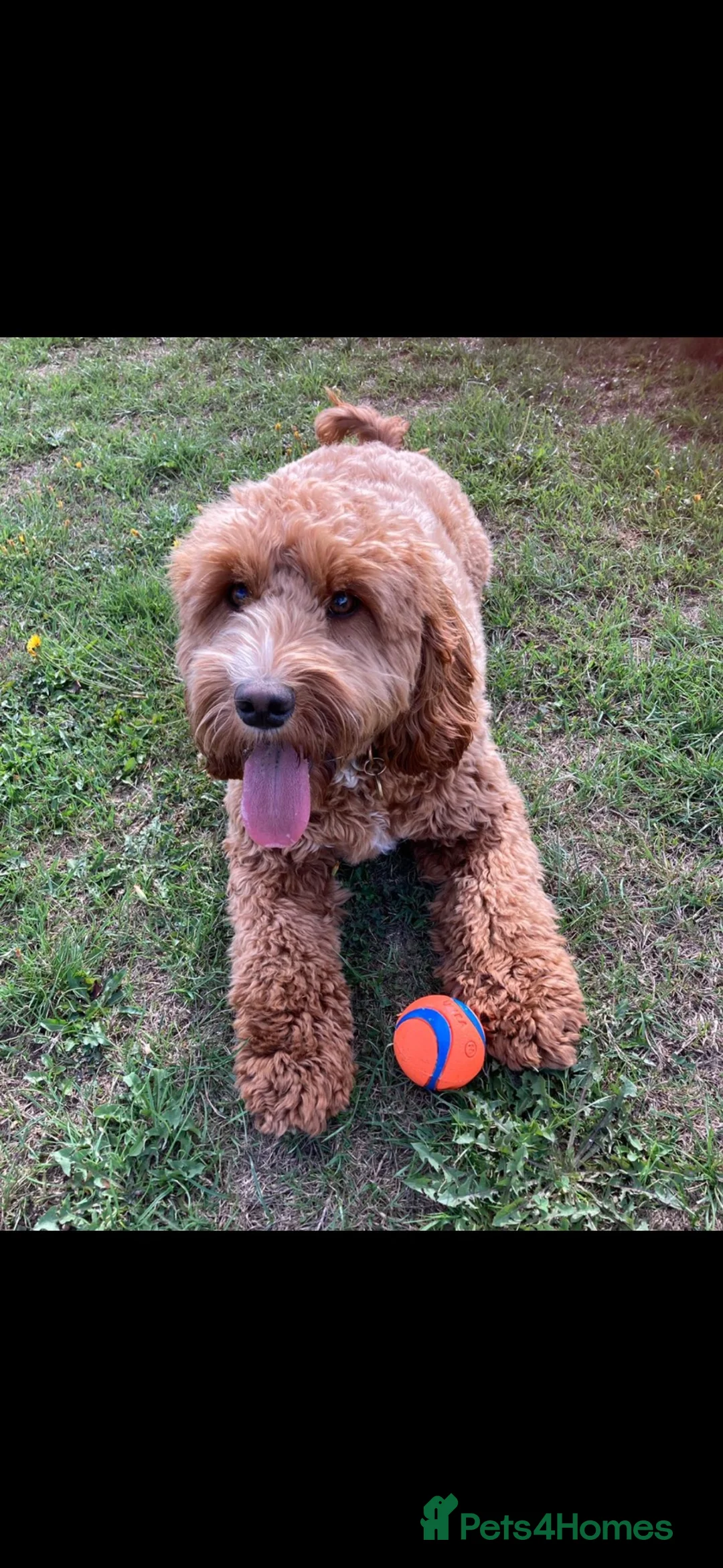Cockapoo dogs for sale: Cockapoo for sale 5 years old  - Advert 1