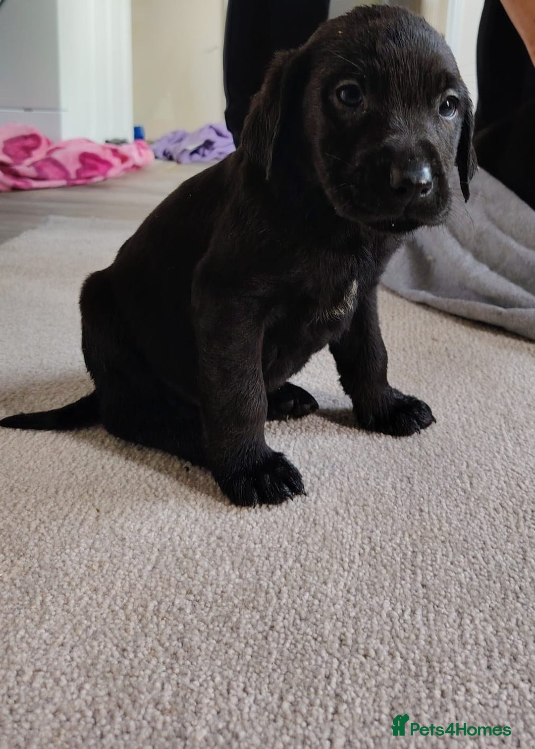 Labrador Retriever dogs for sale: Labrador puppies  - Advert 3