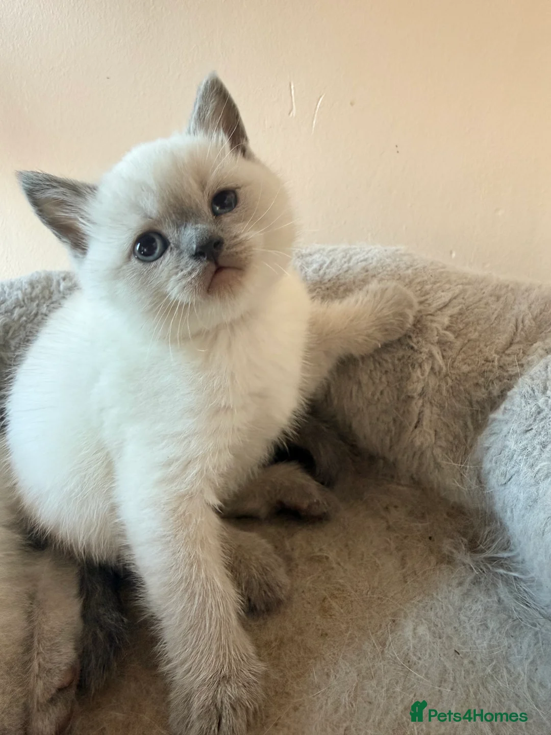 British Shorthair cats for sale: Ready Now! Beautiful BSH-Seal Point girl left! - Advert 14