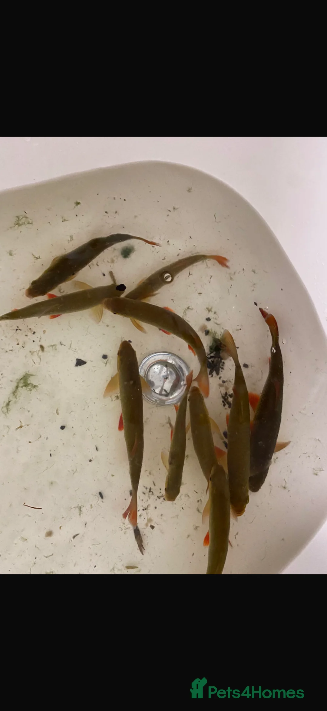 Pond Fish fish for sale: Red rud pond fish in Fareham - Advert 4