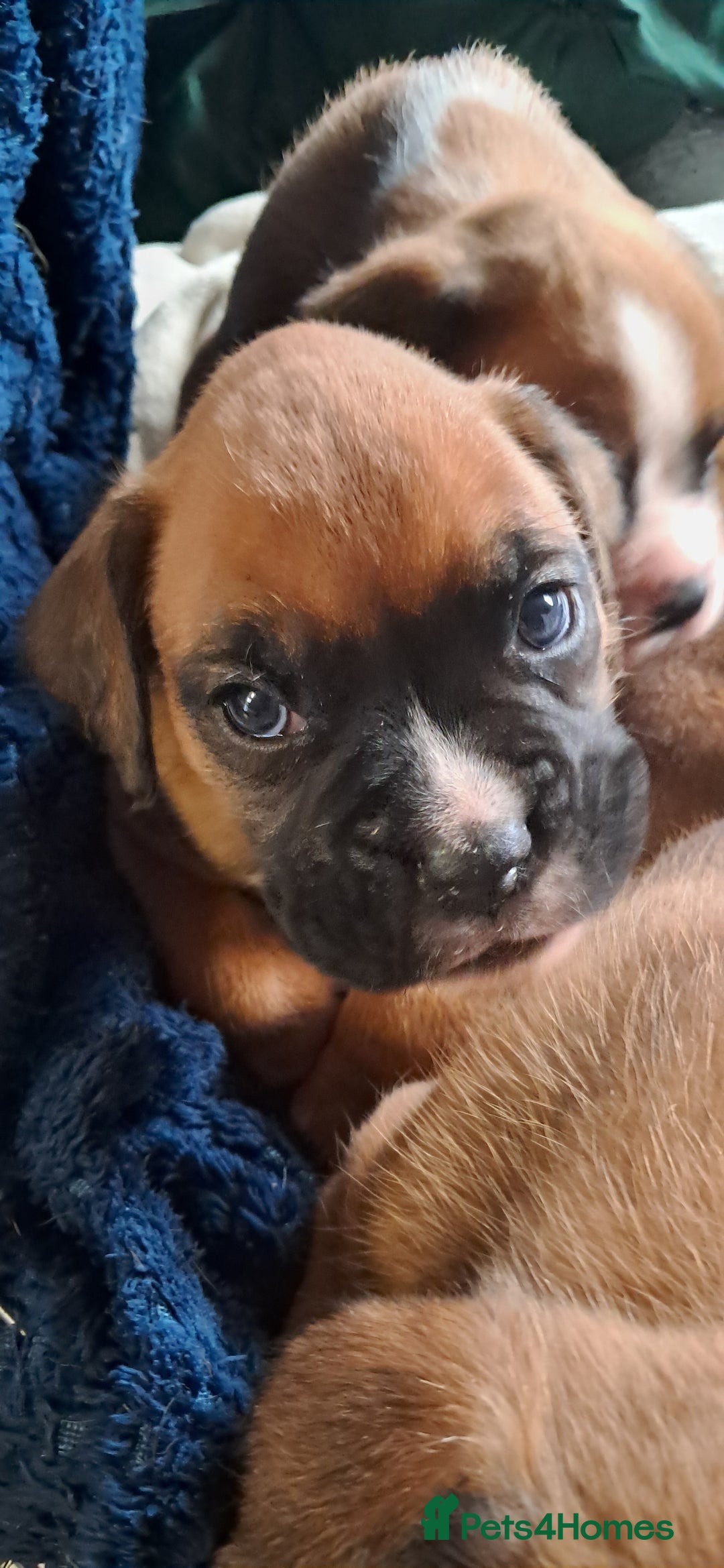 Boxer dogs for sale: Boxer babies ❤️ - Advert 12