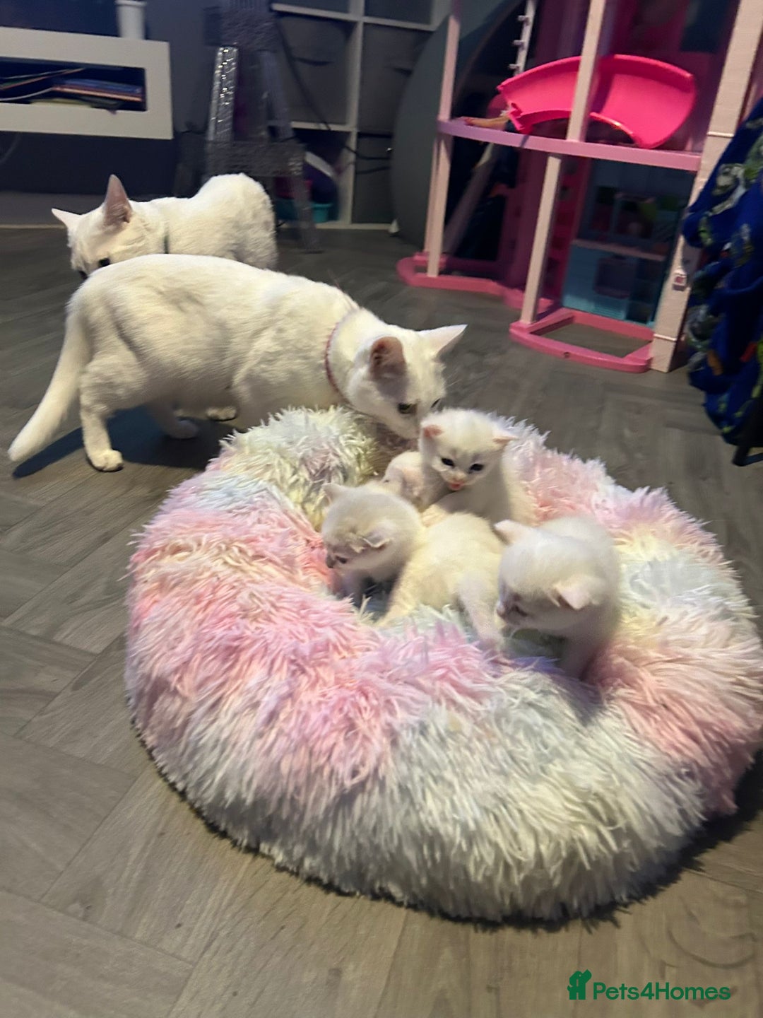 Turkish Angora cats for sale: Turkish Angora last 2 males left  - Image 13