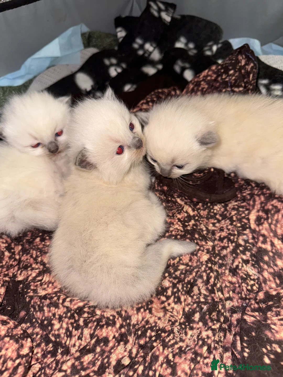 Ragdoll cats for sale: Bluepoint ragdoll- all reserved  - Advert 11