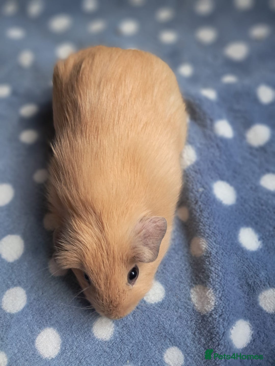 Guinea Pig rodents for sale: BEAUTIFUL BABY BOY CALIFORNIANS - Advert 6