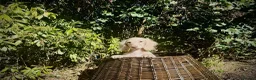 Miniature Dachshund dogs for sale: 1 only Blonde cream miniature dachshund - Advert 10