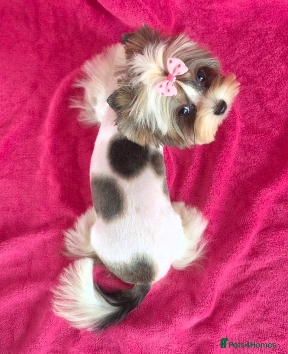 Biewer Terrier dogs Beautiful Tiny Biewer Yorkshire  Female – 8 Months - Advert 1