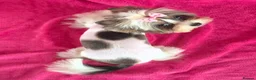 Biewer Terrier dogs for sale: Beautiful Tiny Biewer Yorkshire  Female – 8 Months in Rugby - Advert 1