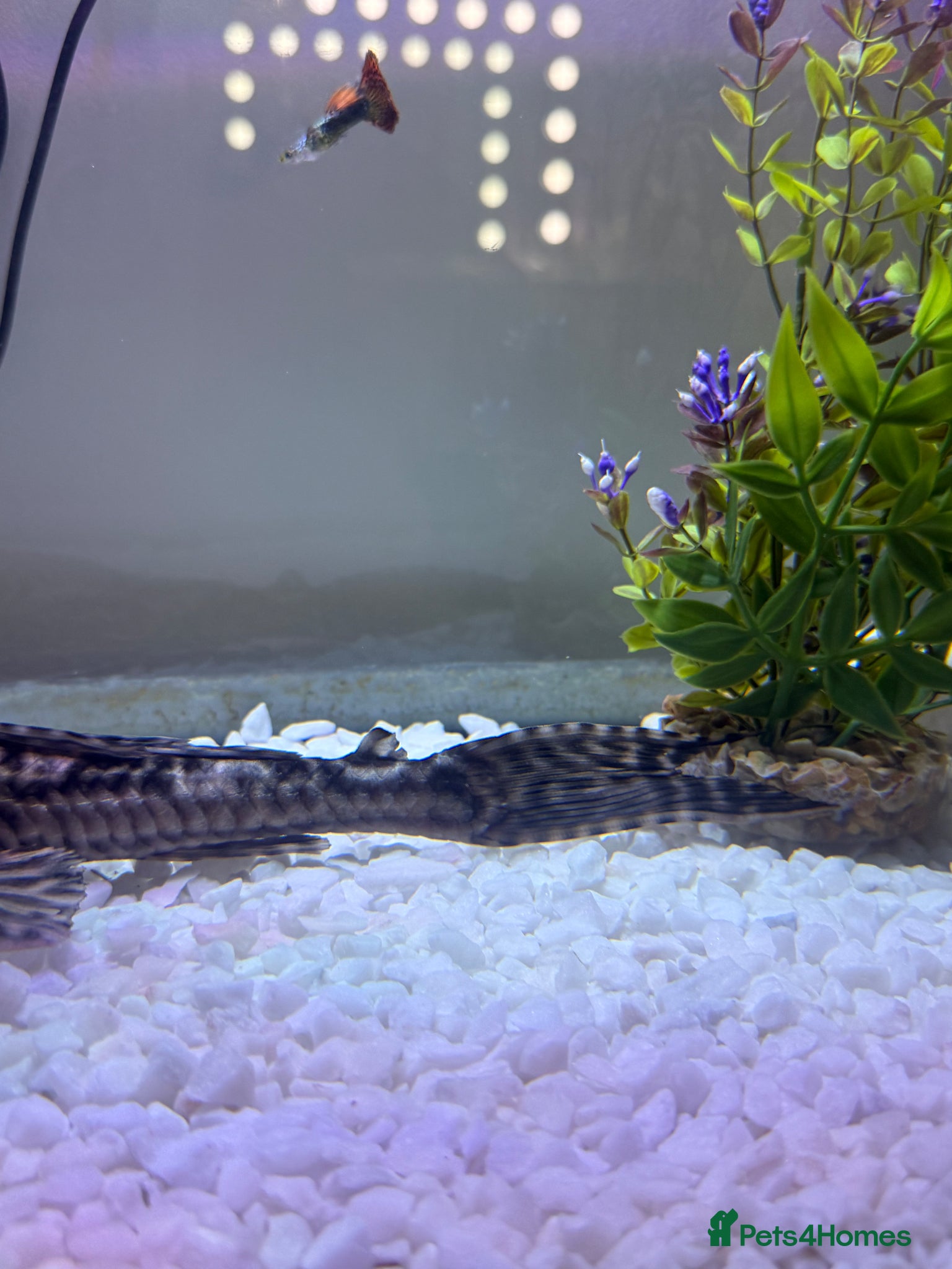 Plecos fish pleco fish urgently rehome - Advert 2