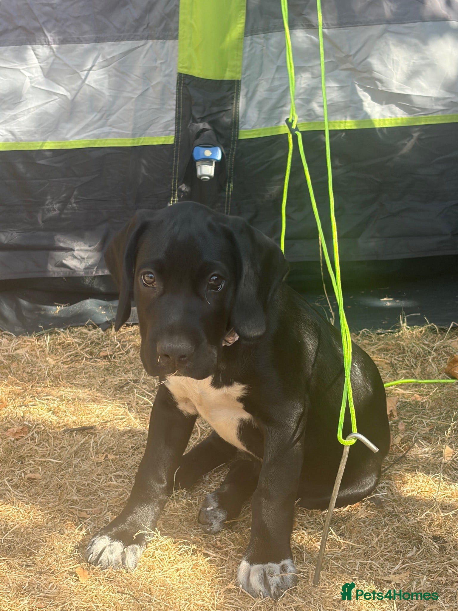 Mixed Breed dogs Beautiful boy moose - Advert 17