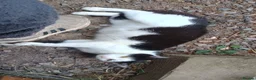 Mixed Breed cats for sale: 4 beautiful kittens for sale - Advert 9