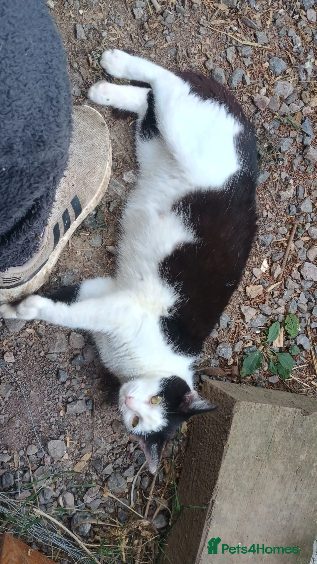 Mixed Breed cats for sale: 4 beautiful kittens for sale - Advert 9