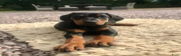 Dobermann dogs for sale: Mr Blue- A truly Free Range Doberman - Advert 3