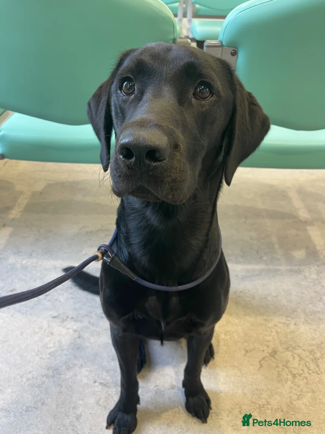 Labrador Retriever dogs for stud: Labrador Stud - Advert 2