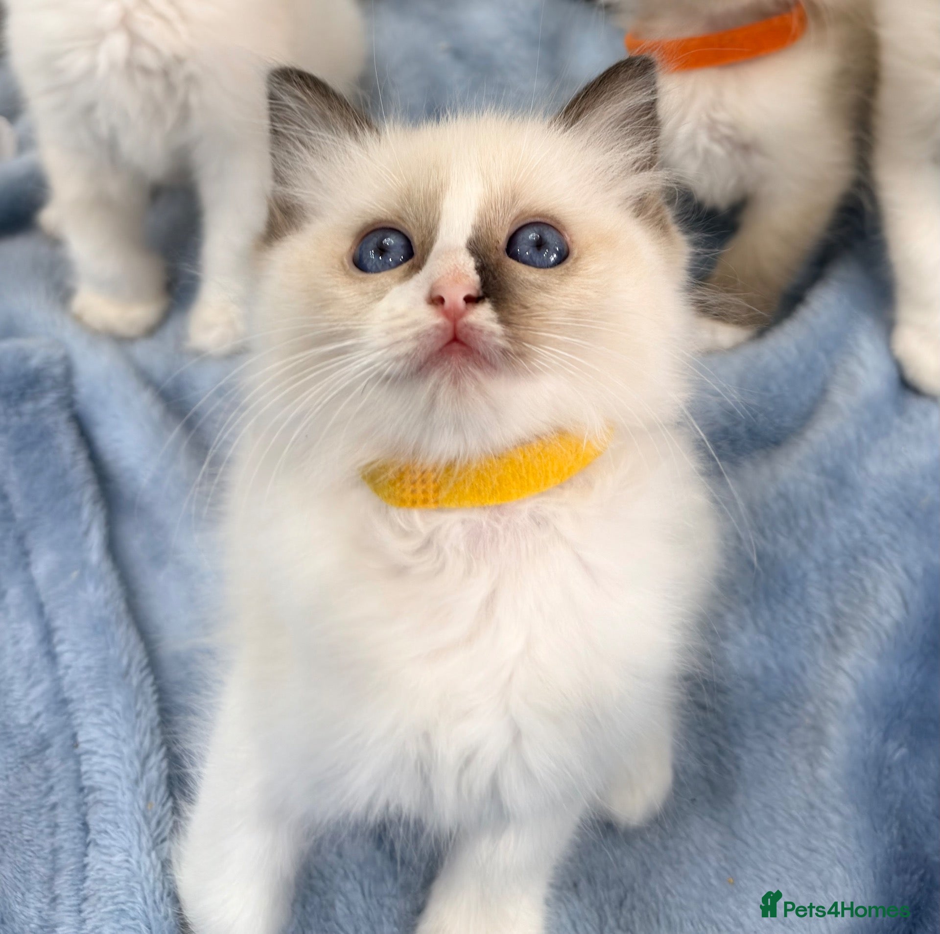 Ragdoll cats Purebred Ragdoll Male kitten left - Advert 1