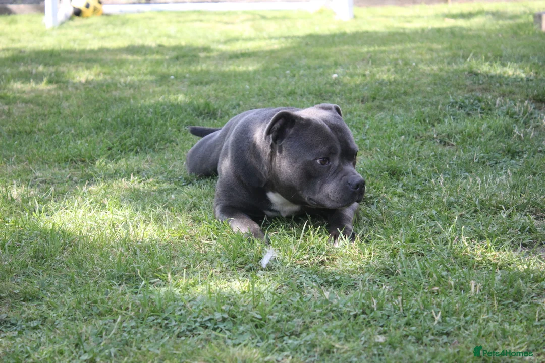 Staffordshire Bull Terrier dogs for stud: NARCOS! THE U.K’s FINEST STAFFY AVAILABLE NOW! in Nottingham - Advert 31